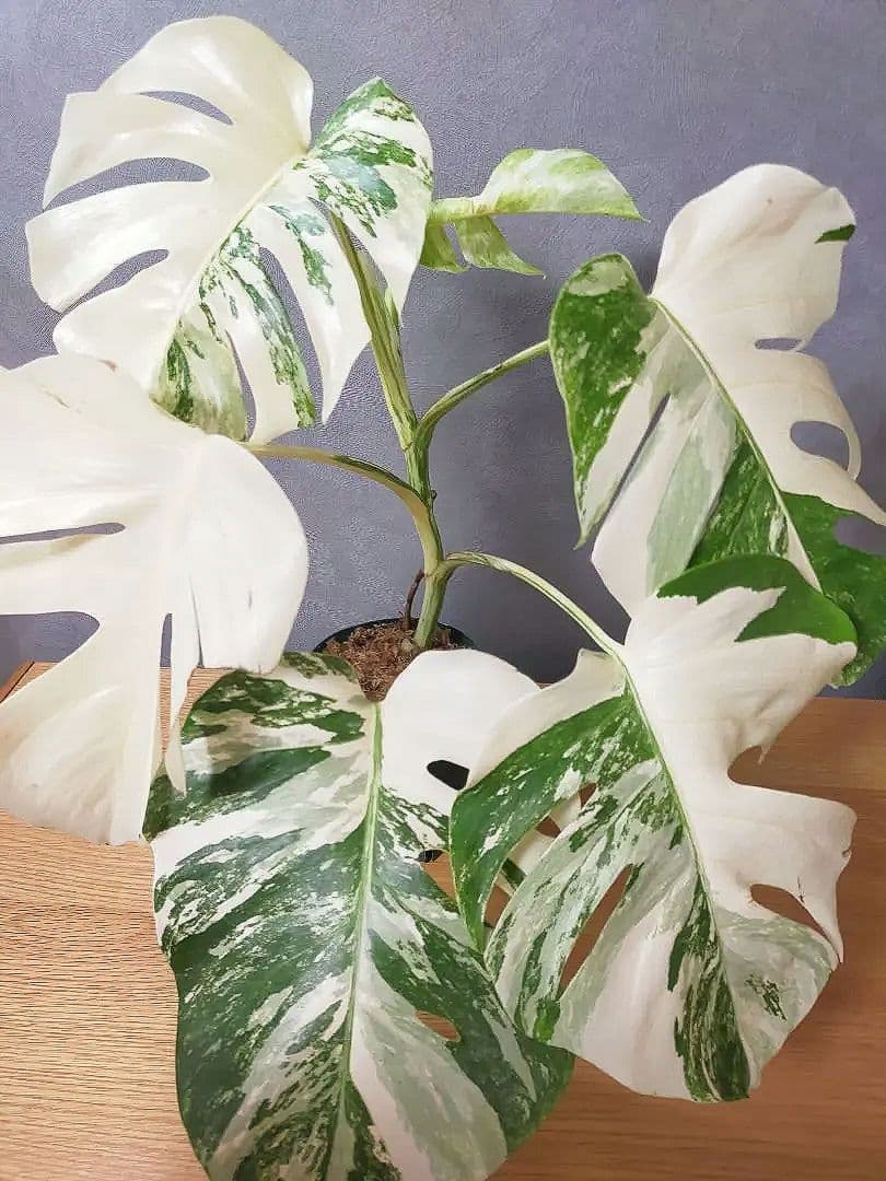 モンステラ ホワイトタイガー 極美株 55cm 斑入りボルシギアナ 最高級大株 斑入りモンステラ ボルシギアナ ホワイトタイガー ハーフ